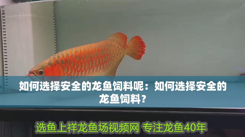 如何選擇安全的龍魚飼料呢：如何選擇安全的龍魚飼料？