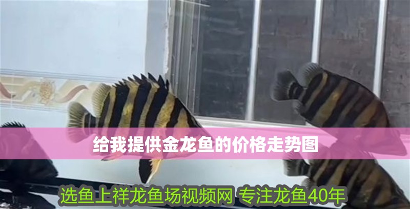 給我提供金龍魚的價格走勢圖