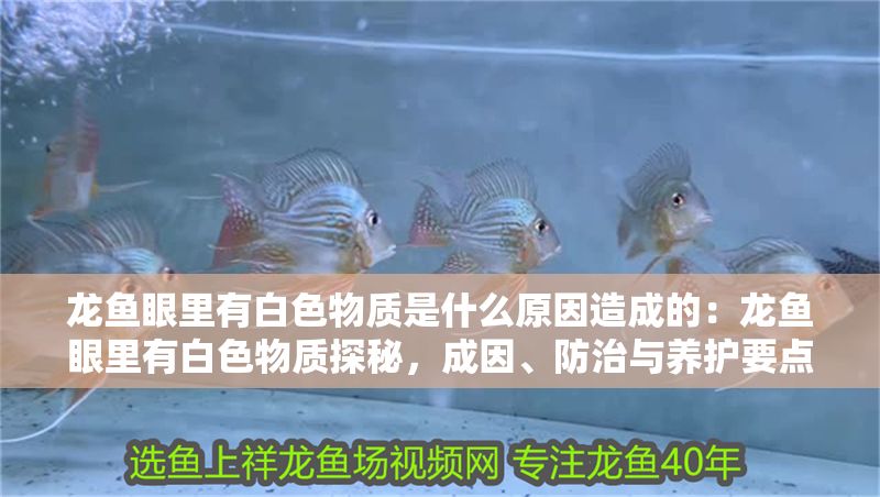 龍魚眼里有白色物質(zhì)是什么原因造成的：龍魚眼里有白色物質(zhì)探秘，成因、防治與養(yǎng)護(hù)要點 龍魚眼里有白色物質(zhì)是什么原因造成的：龍魚眼里有白色物質(zhì)探秘，成因、防治與養(yǎng)護(hù)要點 龍魚百科 第1張