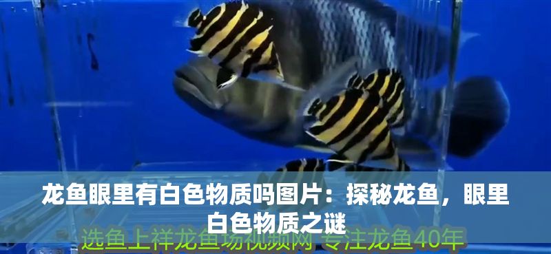 龍魚眼里有白色物質(zhì)嗎圖片：探秘龍魚，眼里白色物質(zhì)之謎