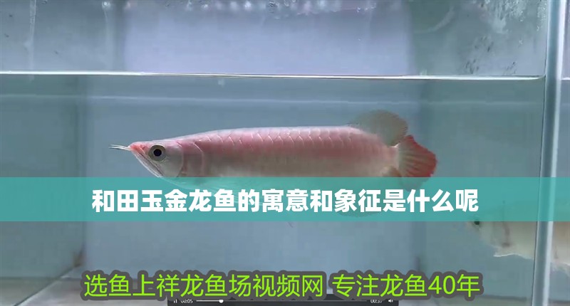 和田玉金龍魚的寓意和象征是什么呢