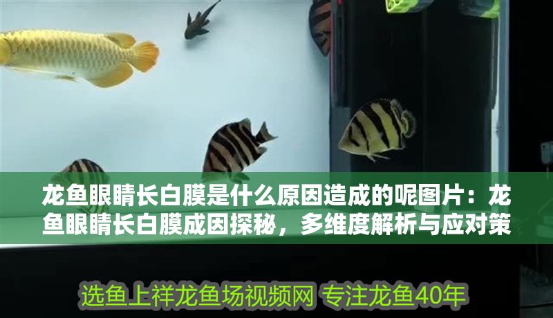 龍魚眼睛長白膜是什么原因造成的呢圖片：龍魚眼睛長白膜成因探秘，多維度解析與應對策略