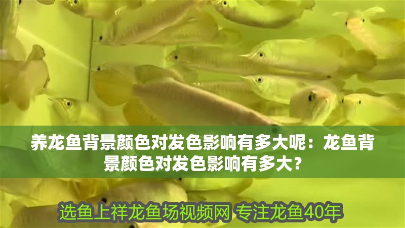 養龍魚背景顏色對發色影響有多大呢：龍魚背景顏色對發色影響有多大？