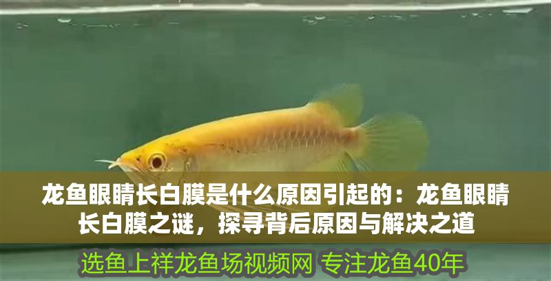 龍魚眼睛長白膜是什么原因引起的：龍魚眼睛長白膜之謎，探尋背后原因與解決之道 龍魚眼睛長白膜是什么原因引起的：龍魚眼睛長白膜之謎，探尋背后原因與解決之道 龍魚百科 第1張