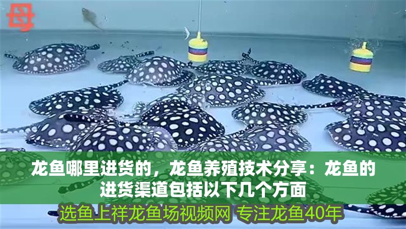龍魚哪里進貨的，龍魚養殖技術分享：龍魚的進貨渠道包括以下幾個方面