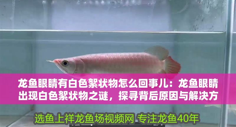 龍魚眼睛有白色絮狀物怎么回事兒：龍魚眼睛出現白色絮狀物之謎，探尋背后原因與解決方案