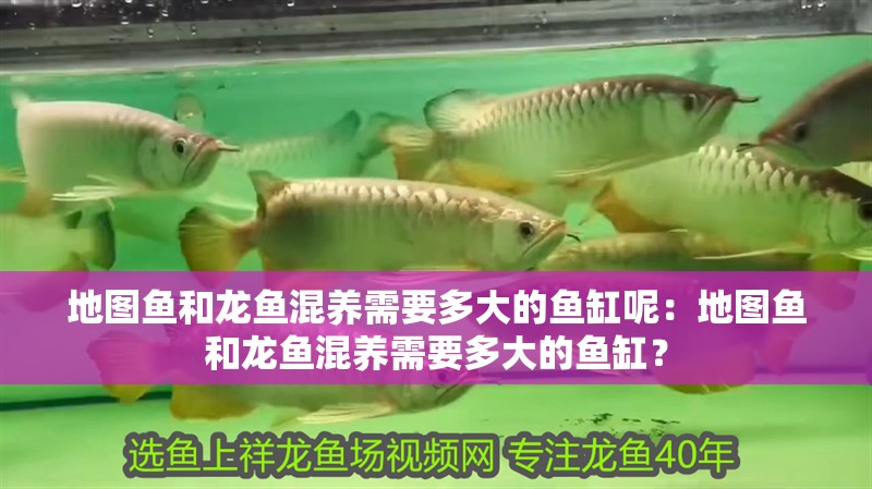 地圖魚和龍魚混養需要多大的魚缸呢：地圖魚和龍魚混養需要多大的魚缸？