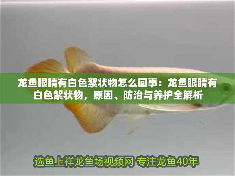 龍魚眼睛有白色絮狀物怎么回事：龍魚眼睛有白色絮狀物，原因、防治與養護全解析