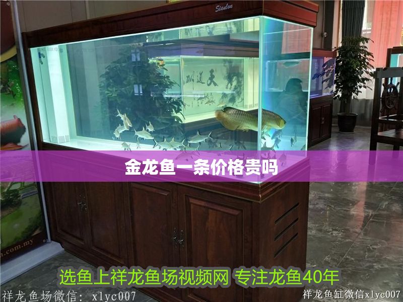 金龍魚一條價格貴嗎