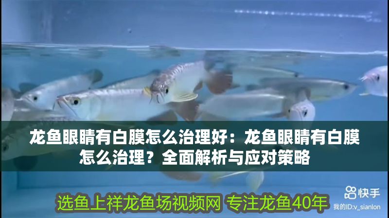 龍魚眼睛有白膜怎么治理好：龍魚眼睛有白膜怎么治理？全面解析與應對策略