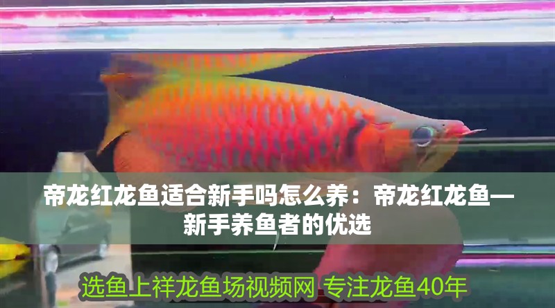 帝龍紅龍魚適合新手嗎怎么養(yǎng)：帝龍紅龍魚—新手養(yǎng)魚者的優(yōu)選
