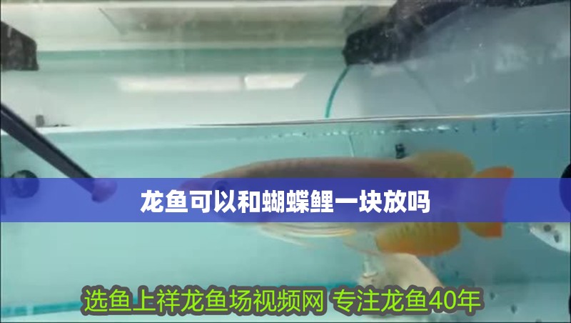 龍魚可以和蝴蝶鯉一塊放嗎