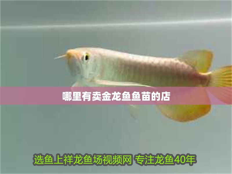 哪里有賣金龍魚魚苗的店