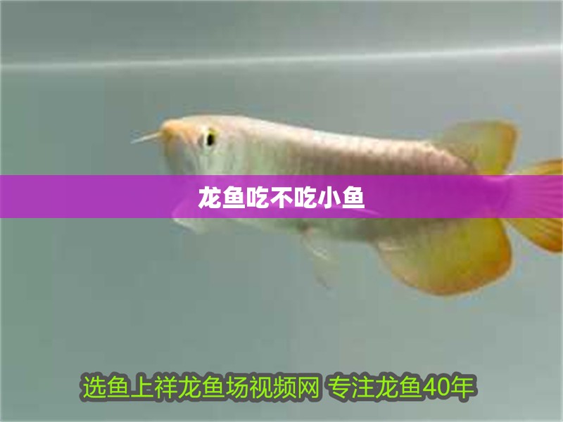 龍魚吃不吃小魚 龍魚吃不吃小魚 龍魚百科