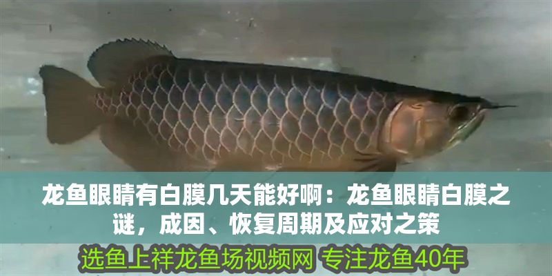 龍魚眼睛有白膜幾天能好?。糊堲~眼睛白膜之謎，成因、恢復周期及應對之策