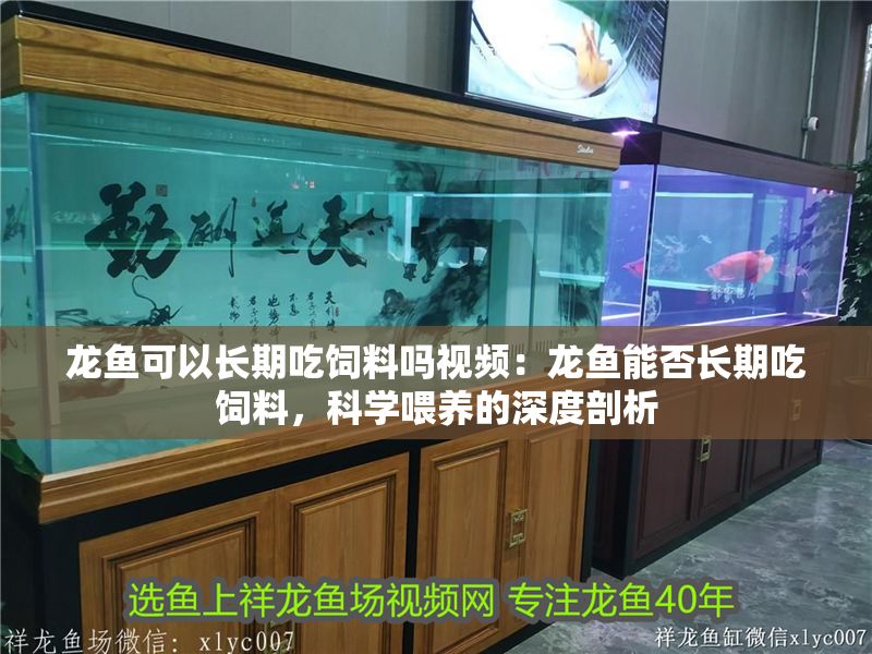 龍魚可以長期吃飼料嗎視頻：龍魚能否長期吃飼料，科學(xué)喂養(yǎng)的深度剖析