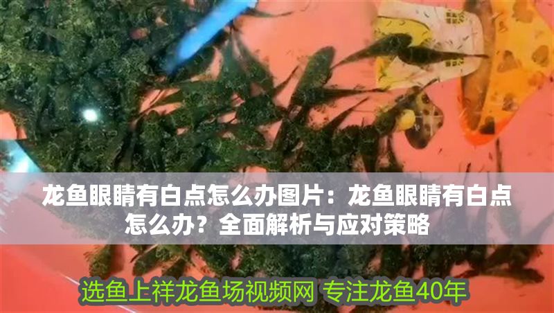 龍魚眼睛有白點(diǎn)怎么辦圖片：龍魚眼睛有白點(diǎn)怎么辦？全面解析與應(yīng)對策略