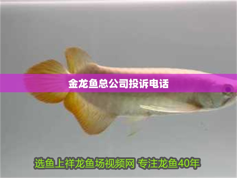 金龍魚總公司投訴電話