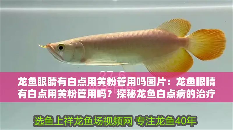 龍魚眼睛有白點用黃粉管用嗎圖片：龍魚眼睛有白點用黃粉管用嗎？探秘龍魚白點病的治療與預防