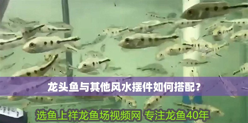 龍頭魚與其他風水擺件如何搭配？