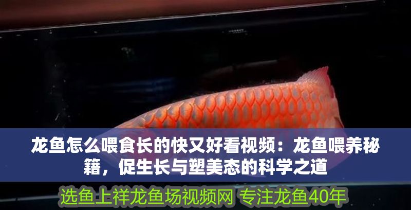 龍魚怎么喂食長的快又好看視頻：龍魚喂養秘籍，促生長與塑美態的科學之道