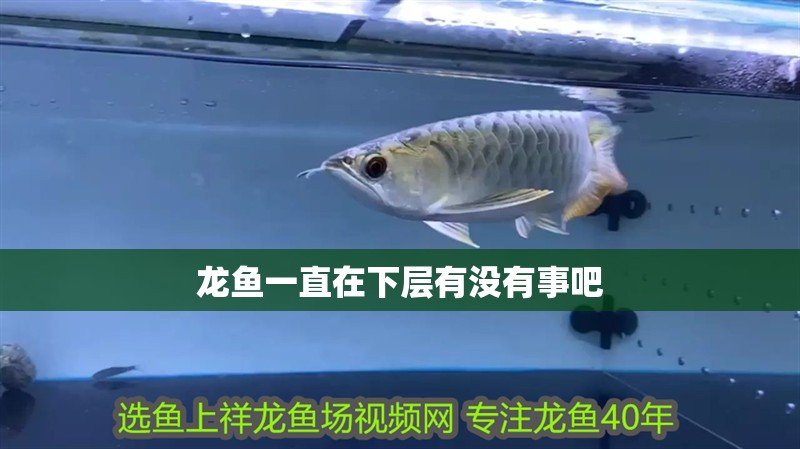 龍魚一直在下層有沒有事吧