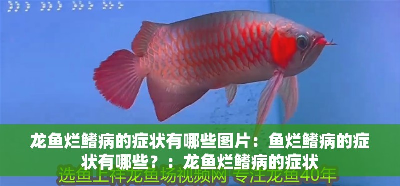 龍魚爛鰭病的癥狀有哪些圖片：魚爛鰭病的癥狀有哪些？：龍魚爛鰭病的癥狀