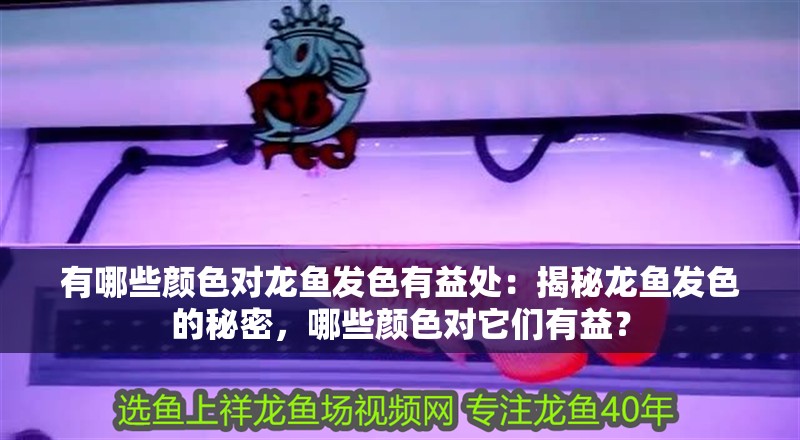 有哪些顏色對龍魚發色有益處：揭秘龍魚發色的秘密，哪些顏色對它們有益？