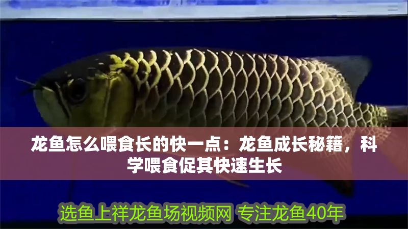 龍魚怎么喂食長的快一點(diǎn)：龍魚成長秘籍，科學(xué)喂食促其快速生長 龍魚怎么喂食長的快一點(diǎn)：龍魚成長秘籍，科學(xué)喂食促其快速生長 龍魚百科 第1張