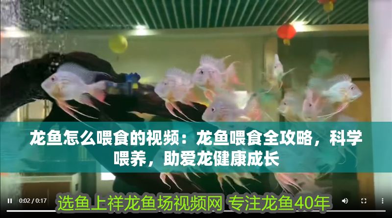 龍魚怎么喂食的視頻：龍魚喂食全攻略，科學喂養，助愛龍健康成長