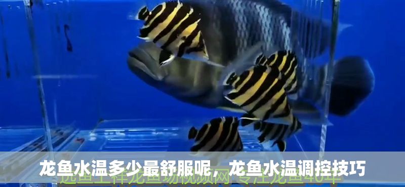 龍魚水溫多少最舒服呢，龍魚水溫調(diào)控技巧