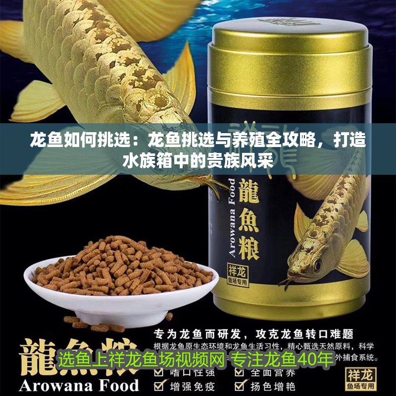 龍魚如何挑選：龍魚挑選與養殖全攻略，打造水族箱中的貴族風采