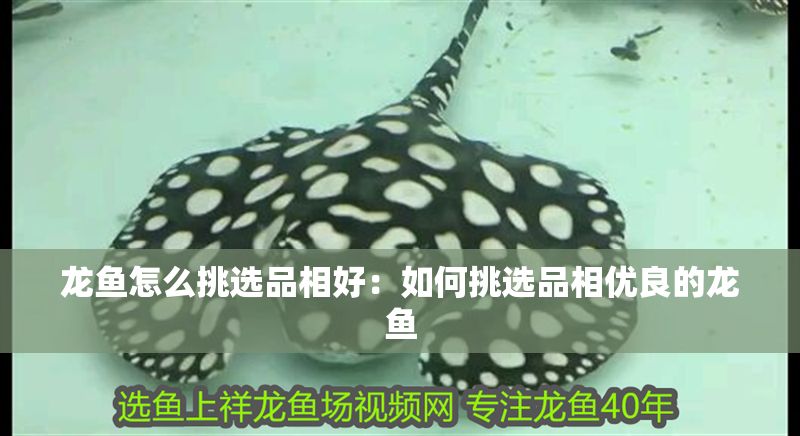 龍魚(yú)怎么挑選品相好：如何挑選品相優(yōu)良的龍魚(yú)