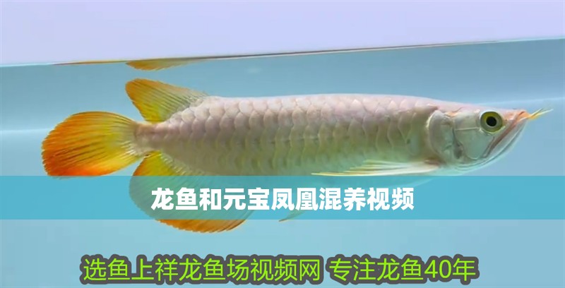 龍魚和元寶鳳凰混養視頻