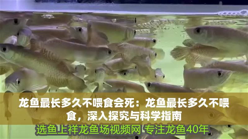 龍魚最長多久不喂食會死：龍魚最長多久不喂食，深入探究與科學指南