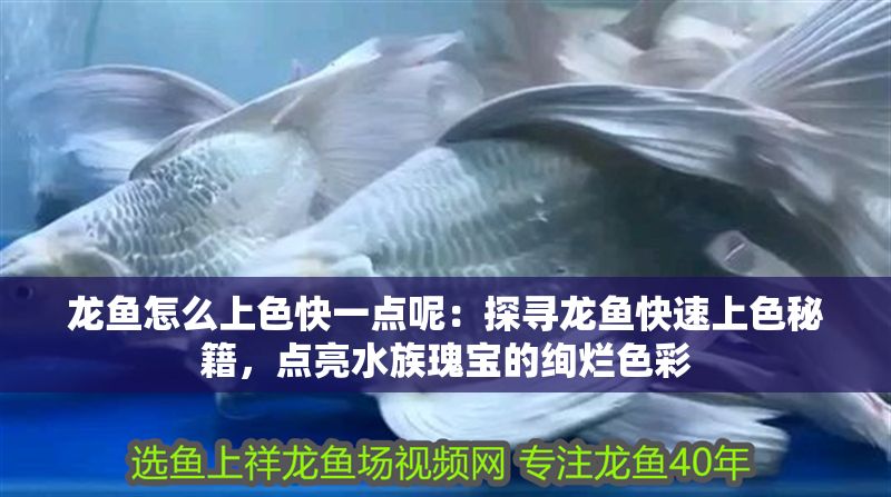 龍魚怎么上色快一點呢：探尋龍魚快速上色秘籍，點亮水族瑰寶的絢爛色彩
