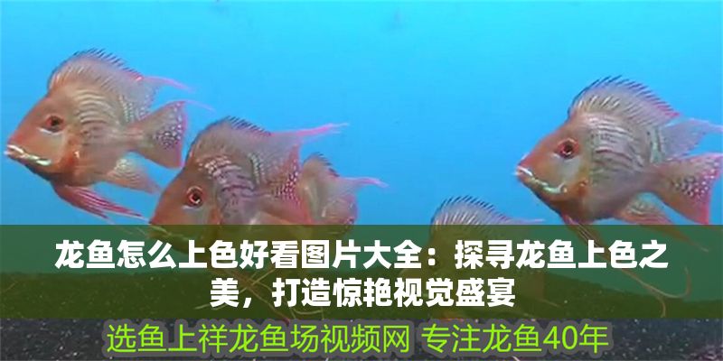 龍魚怎么上色好看圖片大全：探尋龍魚上色之美，打造驚艷視覺盛宴