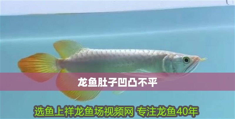 龍魚肚子凹凸不平