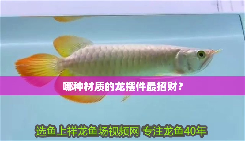 雪龍魚壽命 雪龍魚壽命 龍魚百科