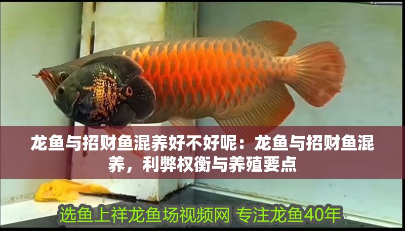龍魚與招財魚混養好不好呢：龍魚與招財魚混養，利弊權衡與養殖要點