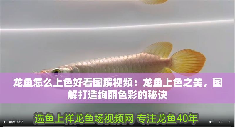 龍魚怎么上色好看圖解視頻：龍魚上色之美，圖解打造絢麗色彩的秘訣