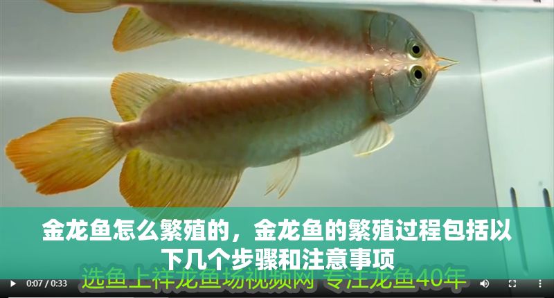 金龍魚怎么繁殖的，金龍魚的繁殖過程包括以下幾個步驟和注意事項