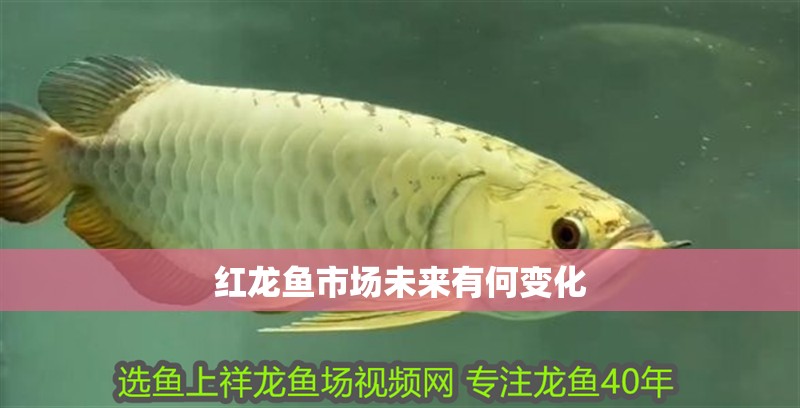 紅龍魚市場未來有何變化