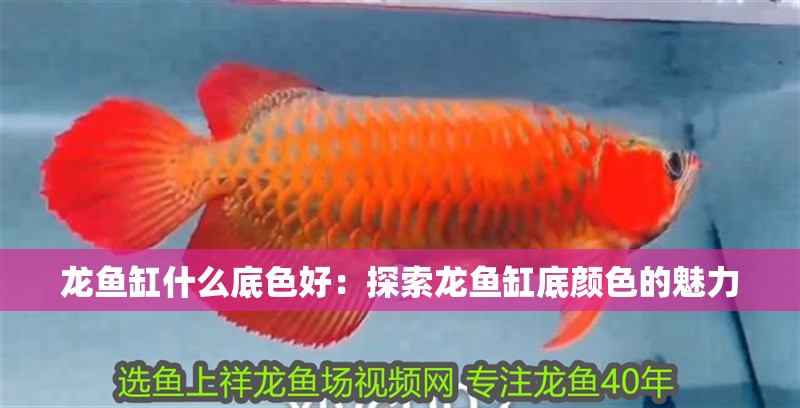 龍魚缸什么底色好：探索龍魚缸底顏色的魅力
