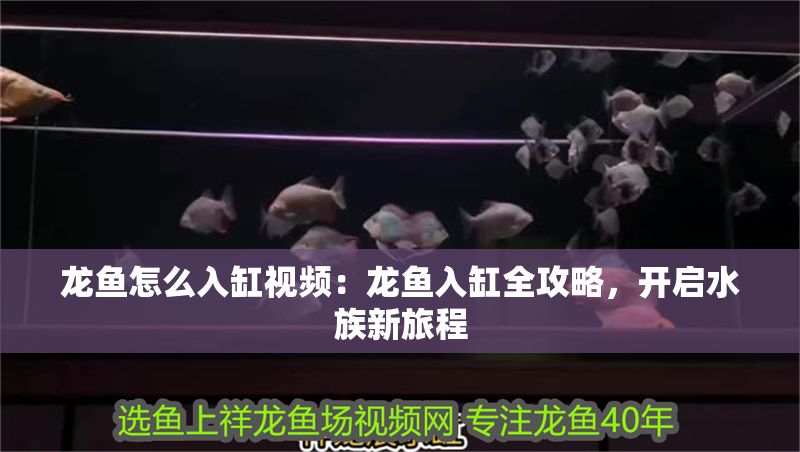 龍魚怎么入缸視頻：龍魚入缸全攻略，開啟水族新旅程