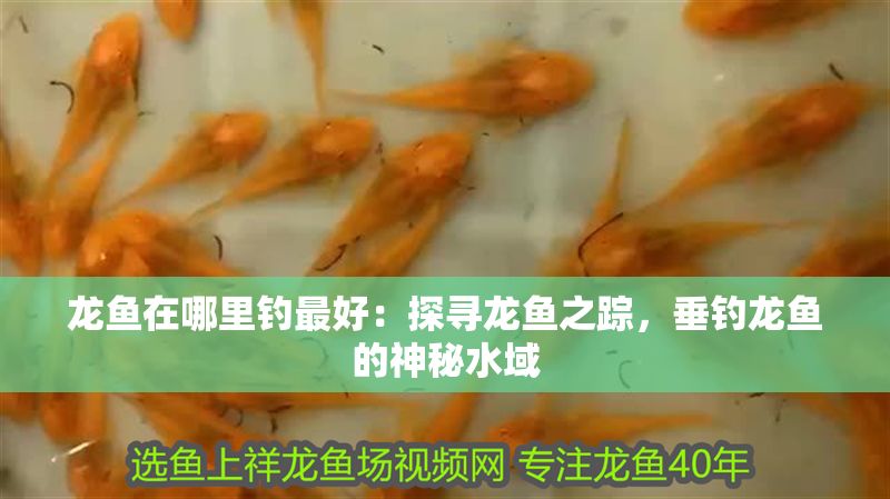 龍魚(yú)在哪里釣最好：探尋龍魚(yú)之蹤，垂釣龍魚(yú)的神秘水域