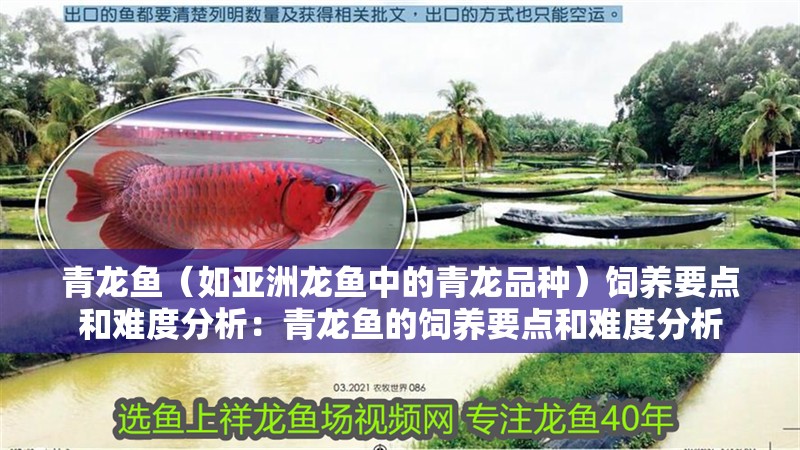 青龍魚（如亞洲龍魚中的青龍品種）飼養要點和難度分析：青龍魚的飼養要點和難度分析 青龍魚（如亞洲龍魚中的青龍品種）飼養要點和難度分析：青龍魚的飼養要點和難度分析 龍魚百科