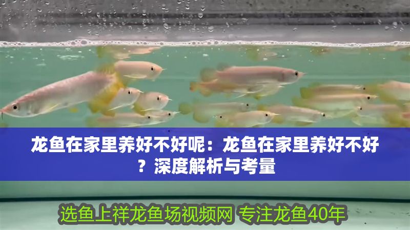 龍魚在家里養好不好呢：龍魚在家里養好不好？深度解析與考量