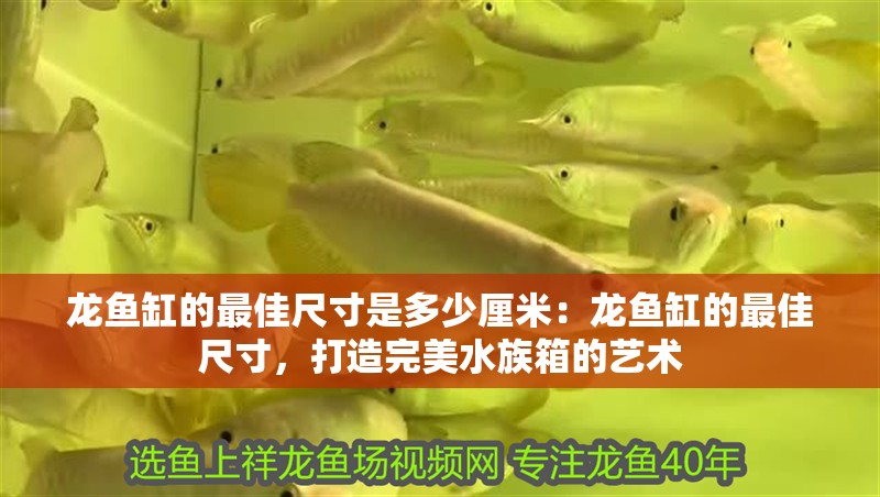 龍魚缸的最佳尺寸是多少厘米：龍魚缸的最佳尺寸，打造完美水族箱的藝術