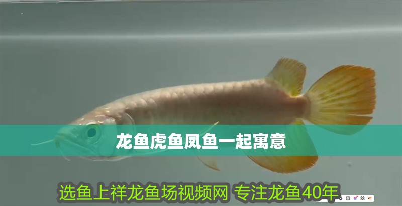 龍魚虎魚鳳魚一起寓意